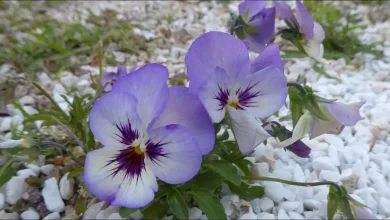 "Qanlı bənövşənin səssiz harayı"
